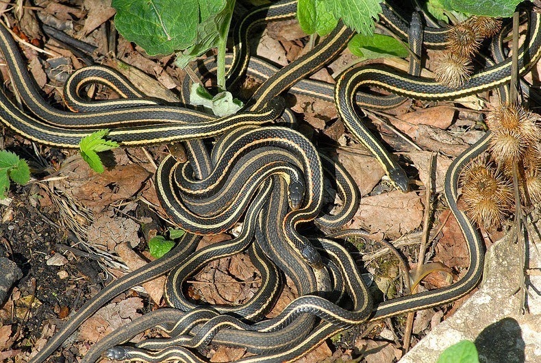 narcisse-snake-pits-5[2].jpg